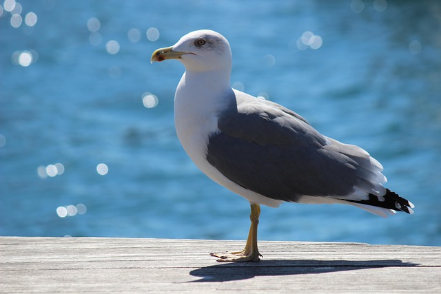 Free Gull Seagull photo and picture