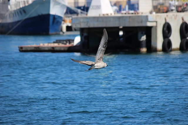 Free Gull Flying photo and picture