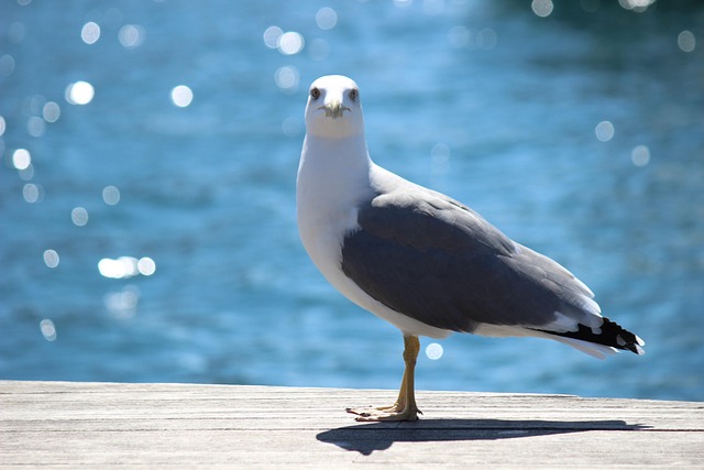 Free Seagull Blue photo and picture