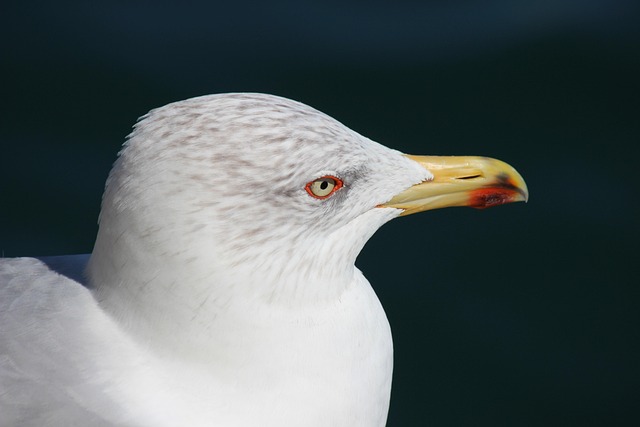Free Gull Seagull photo and picture