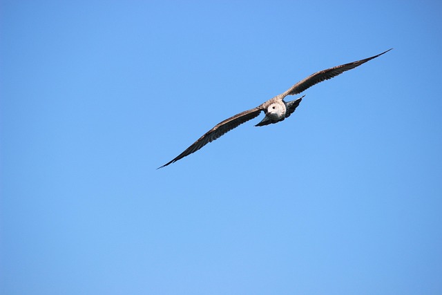 Free Seagull Flying photo and picture