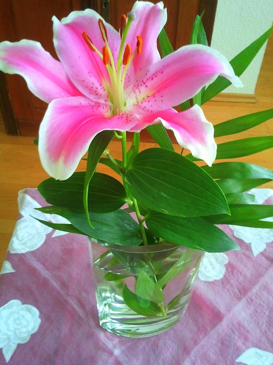百合盛开花瓶 Pixabay上的免费照片