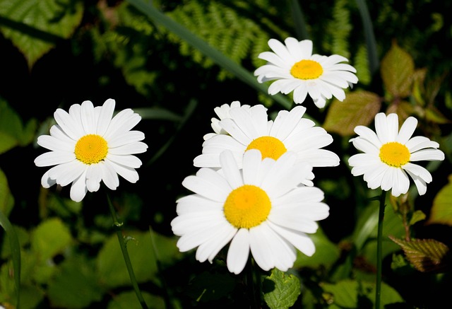 Free Flowers Summer Flowers photo and picture