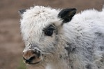 yak, beef, highland beef