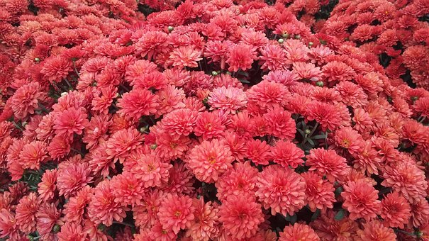 Free Floral Garden photo and picture