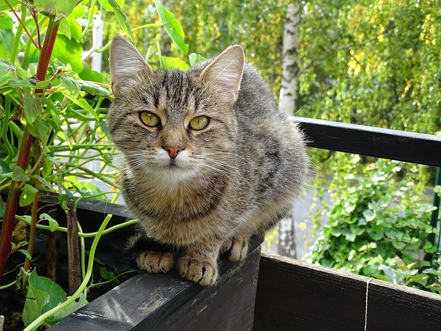 Free Cat Cute photo and picture