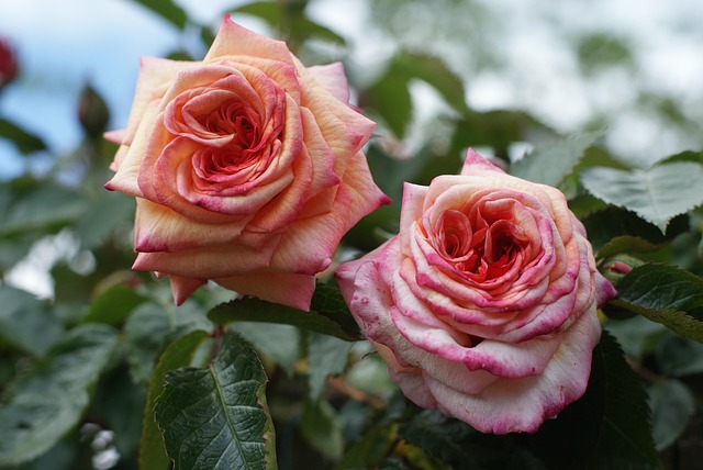 Rose, Forår, Natur, Rosenblomst, Haven