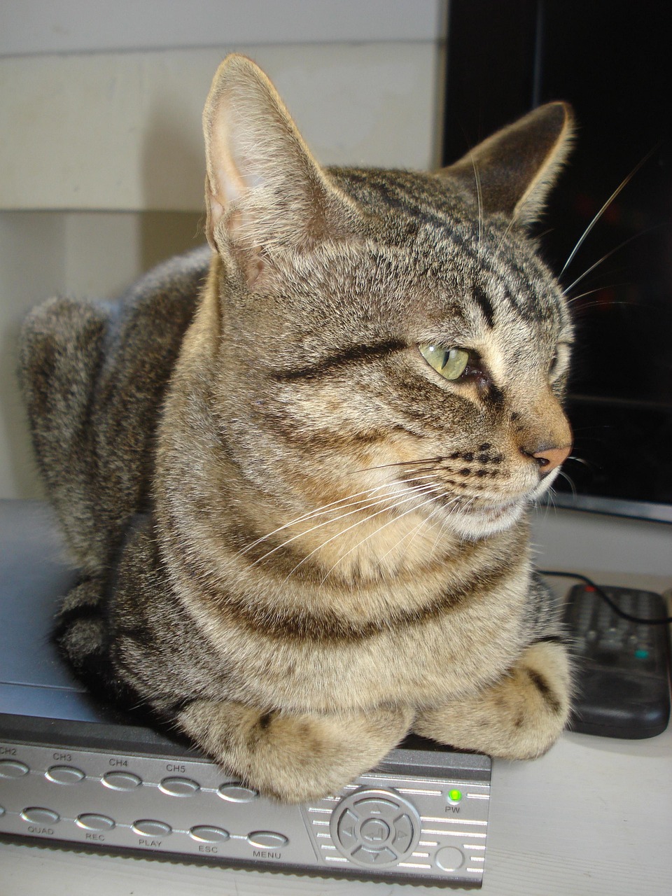 Free photo Cat, Tabby, Cat Head, Animal Free Image on Pixabay 994860