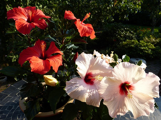 Hibiscus, Haven, Hus