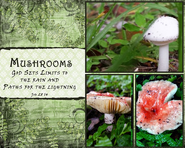 Free mushrooms quotes white illustration