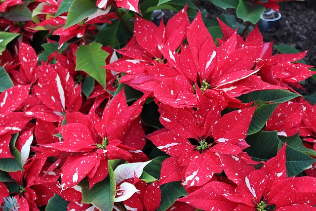 Free Flower Pink photo and picture