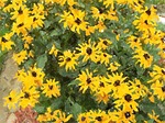 daises, daisy, yellow