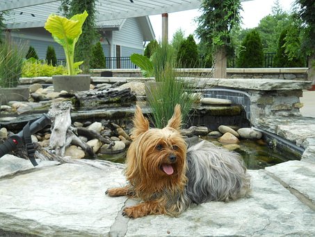 Free Yorkie Stone photo and picture