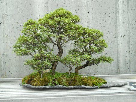 Free Japan Tree photo and picture