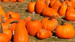 pumpkin, pumpkin patch, halloween