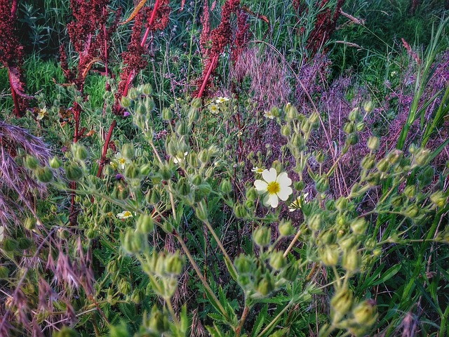 Free Flowers Wildflowers photo and picture