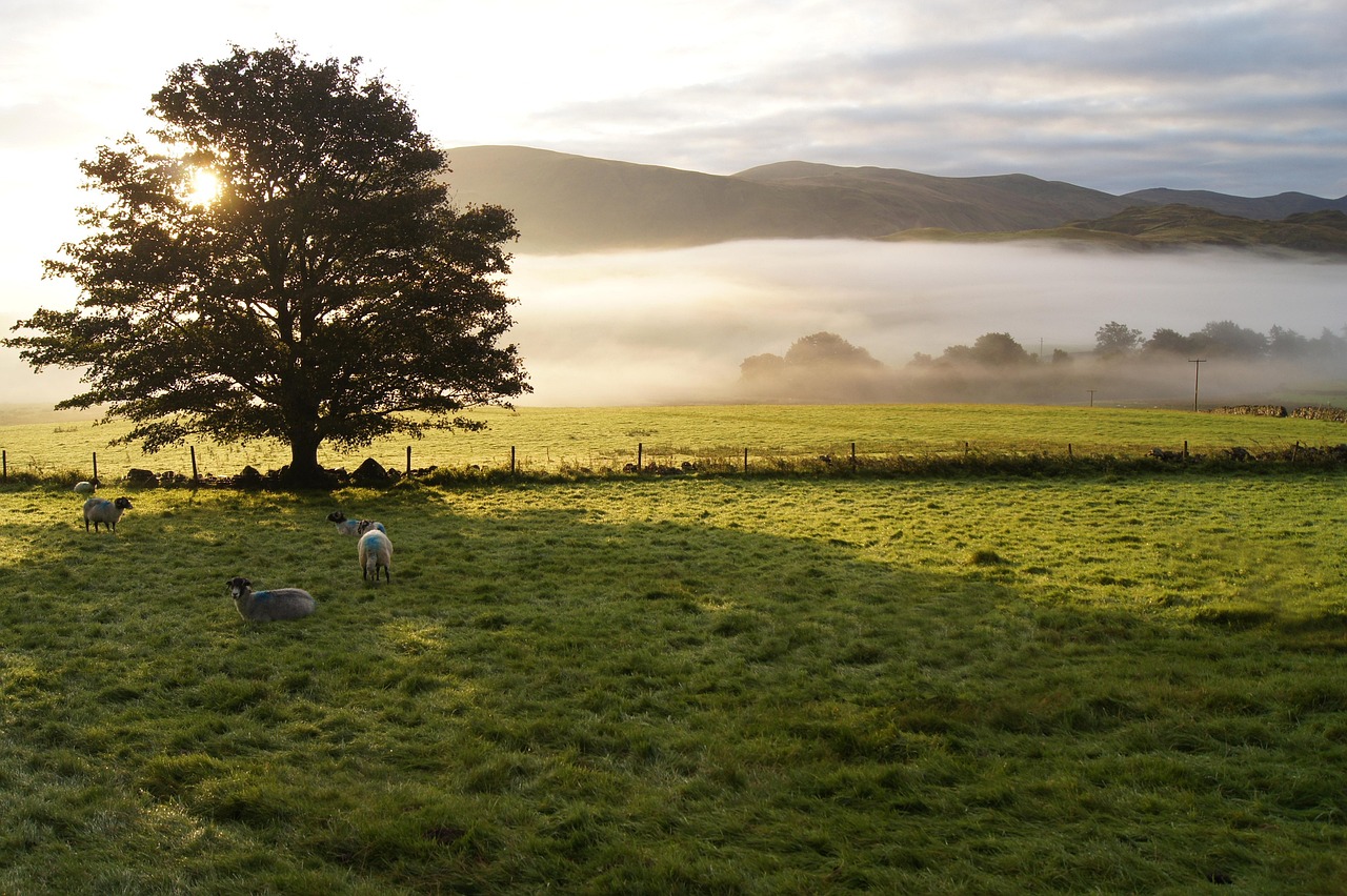 Free Sunset Grassland photo and picture