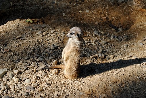 Free Animal Guard photo and picture