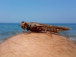 turkey, kusadasi, thick head