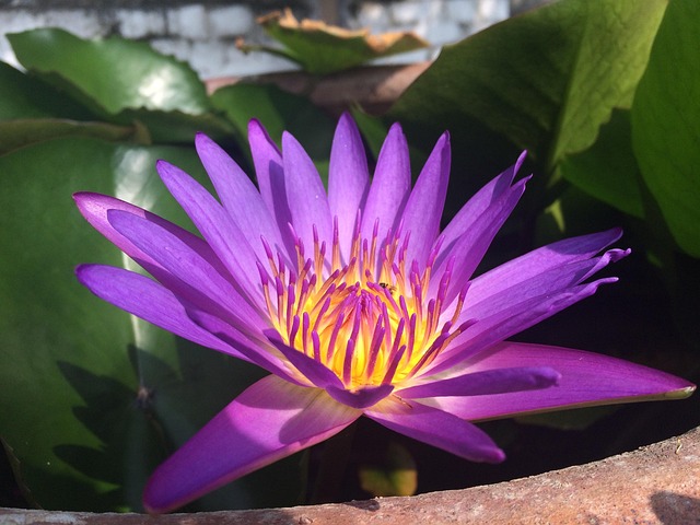 Free Flower Bloom photo and picture