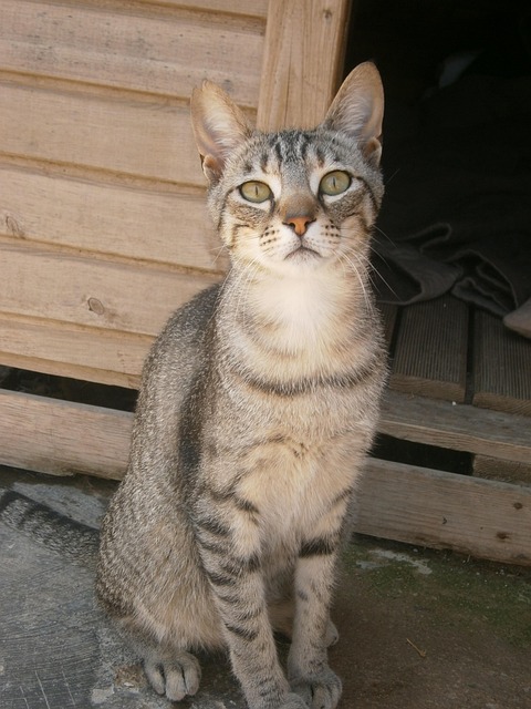 Free Cat Animal photo and picture