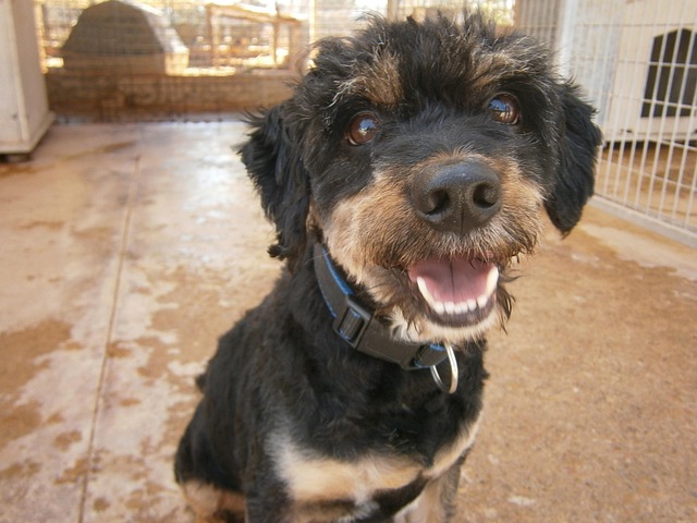 Free Dogs Shelter photo and picture