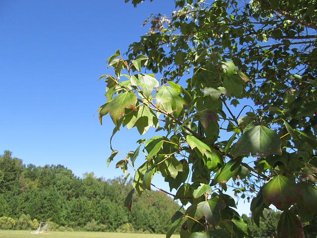 Free Tree Park photo and picture
