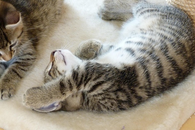 Free Young Cat Domestic Animal photo and picture