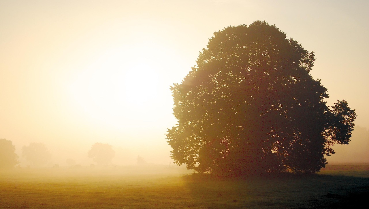Fall Sun In The Morning - Free photo on Pixabay