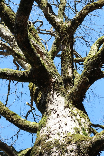 Baum, Natur, Grün, Umgebung, Draussen