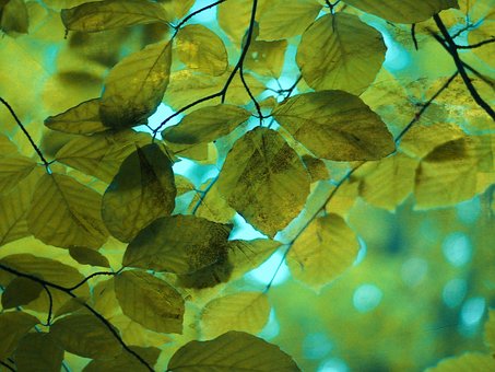Free Nature Leaves photo and picture