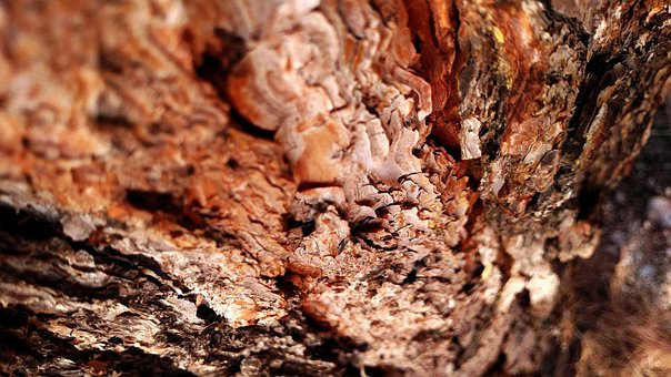 Free Bark Tree photo and picture