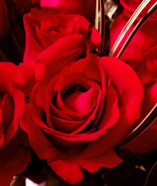 Free Red Rose photo and picture