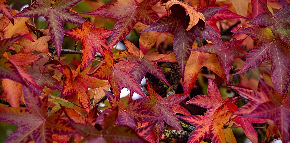 Autumn Falls 10 Autumn Falls 10