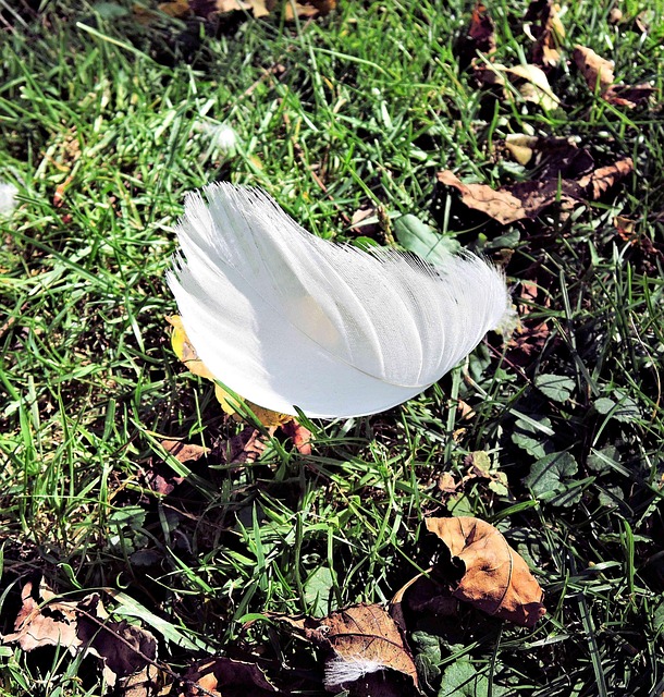 Weiße Schwanenfeder, Blätter Im Herbst