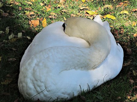 Schlafender Schwan, Wildvogel, Natur