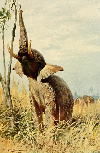 Free vintage elephant african elephant elephant illustration