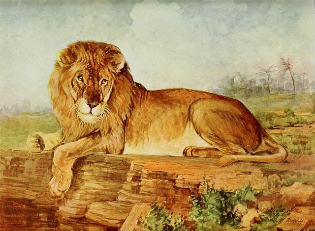 Free african lion male lion wildlife illustration