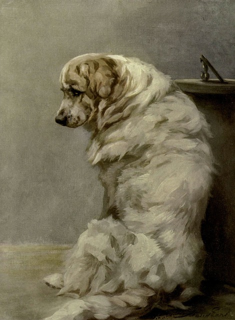Hvid Hund, Stor Hund, Yndig, Dyr
