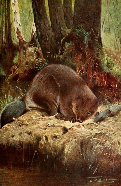 Bæver, Å, Vild, Natur, Udendørs, Dyr