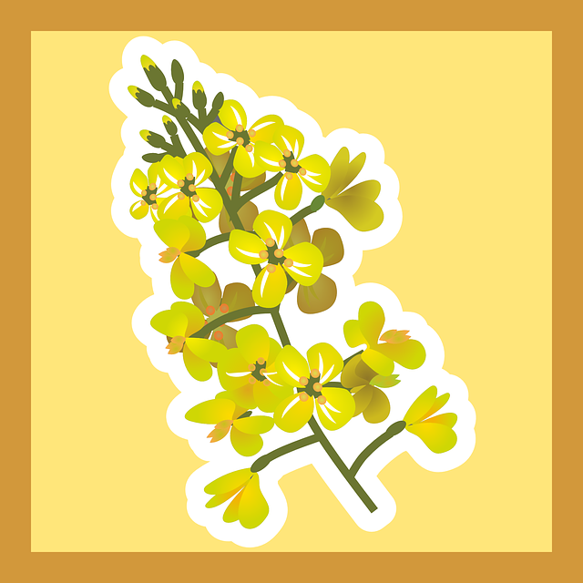 Free Rapeseed Flower Wallpaper vector and picture