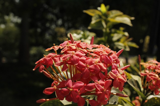 Free Macro Flower photo and picture