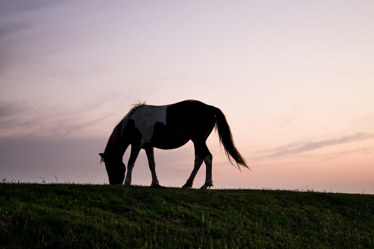 Horse Sunset Silhouette - Free photo on Pixabay