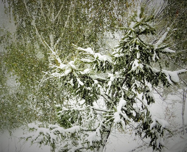 Free Snow Winter photo and picture