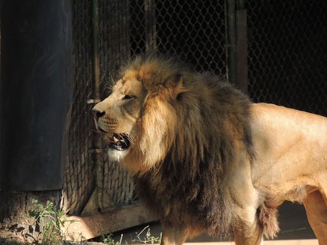 Free King Of The Beasts Lion photo and picture