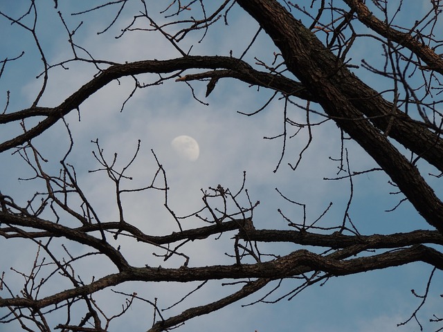 Free Moon Through Fall Trees Moon photo and picture