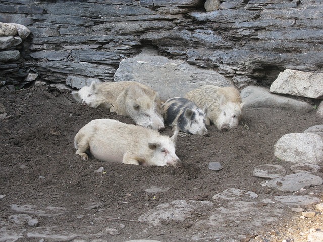 Cerdos, Jabalíes, Salvaje, Apartamento