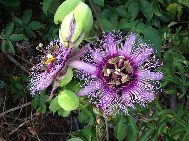Free Flower Beautiful Flowers photo and picture