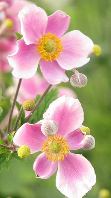 Free Flower Nature photo and picture