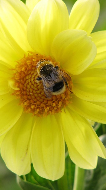 Free Flower Nature photo and picture